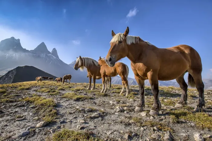 Framed Print : Horses enjoying the early warmth of the sun rays on the plateau in the Arvan valley Framed Print : Horses enjoying the early warmth of the sun rays on the plateau in the Arvan valley