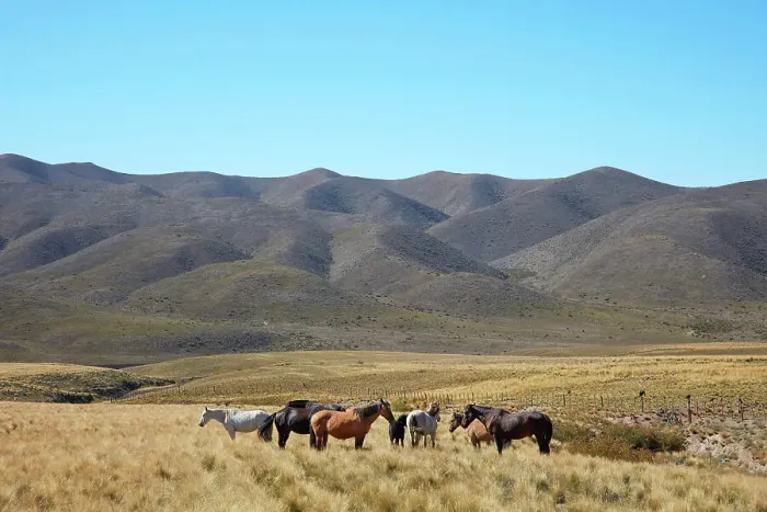 Framed Print : Horses in a field along the Camino de Las Carreras road (Route 89), Andes Mountains, Valle de Uco, Mendoza, Argentina Framed Print : Horses in a field along the Camino de Las Carreras road (Route 89), Andes Mountains, Valle de Uco, Mendoza, Argentina