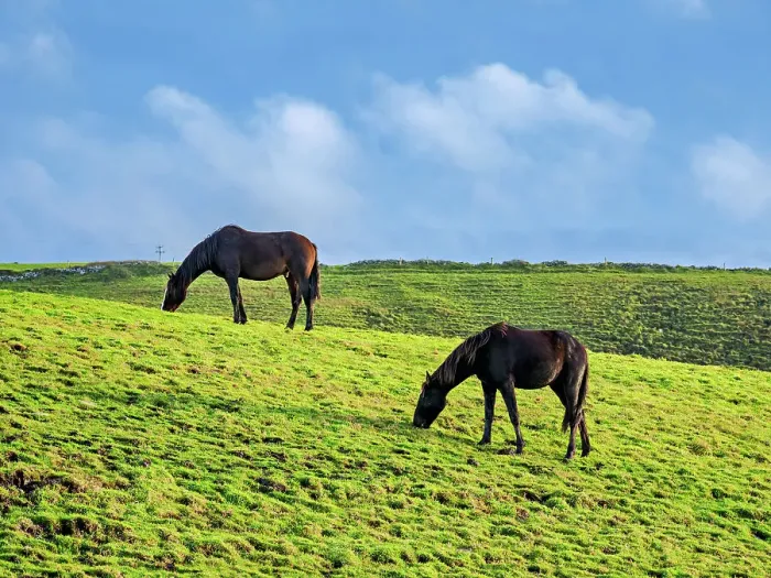 Framed Print : Horses on a field, Cliffs of Moher Walking Trail, County Clare, Ireland Framed Print : Horses on a field, Cliffs of Moher Walking Trail, County Clare, Ireland