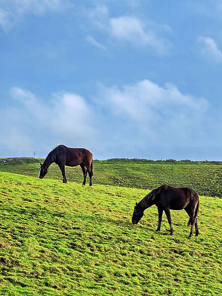 Horses on a field, Cliffs of Moher Walking Trail, County Clare, Ireland