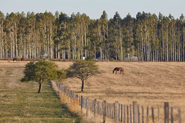 Horses in a field of the Estancia La Violeta Polo Club, Chajari, Entre Rios, Argentina