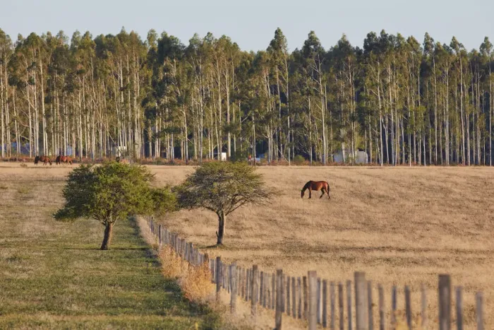 Framed Print : Horses in a field of the Estancia La Violeta Polo Club, Chajari, Entre Rios, Argentina