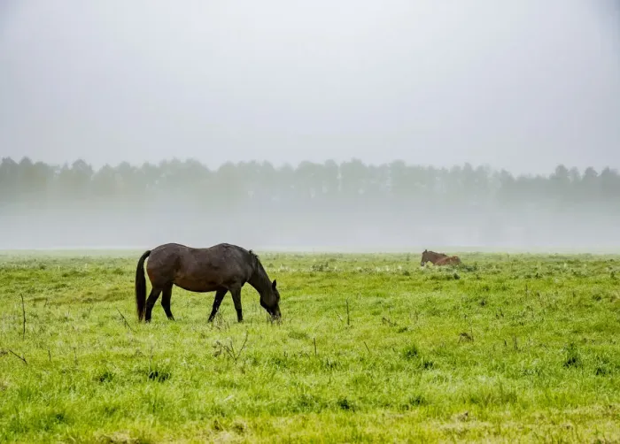 Framed Print : Horses on a foggy field, Solec nad Wisla, Masovian Voivodeship, Poland Framed Print : Horses on a foggy field, Solec nad Wisla, Masovian Voivodeship, Poland