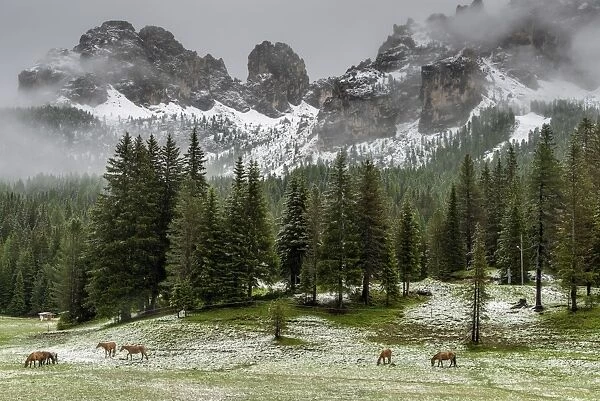 Horses grazing in the meadow blanketed in summer snow, Dolomites, Alto Adige or South Tyrol
