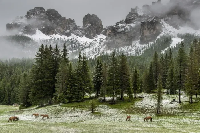 Framed Print : Horses grazing in the meadow blanketed in summer snow, Dolomites, Alto Adige or South Tyrol Framed Print : Horses grazing in the meadow blanketed in summer snow, Dolomites, Alto Adige or South Tyrol