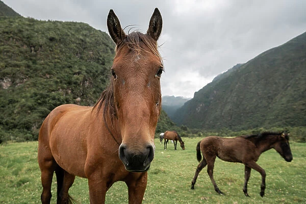 Horses at Hacienda Zuleta, Imbabura, Ecuador