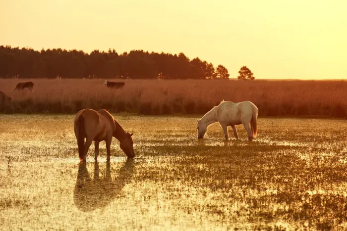 Framed Print : Horses in a lagoon of the Estancia Buenavista at sunset, Esquina, Corrientes, Argentina