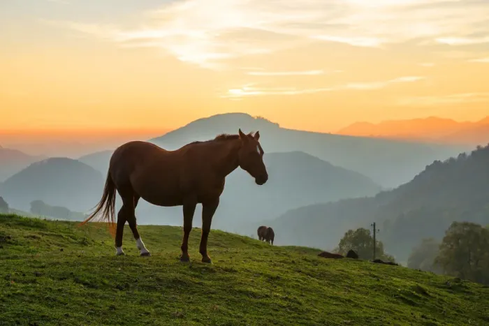 Framed Print : Horses near Belchenflue, Solothurn, Switzerland