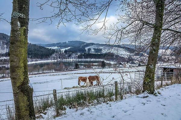 Horses in the pasture above the Hill reservoir near Niedersfeld, Winterberg, Sauerland, North Rhine-Westphalia, Germany