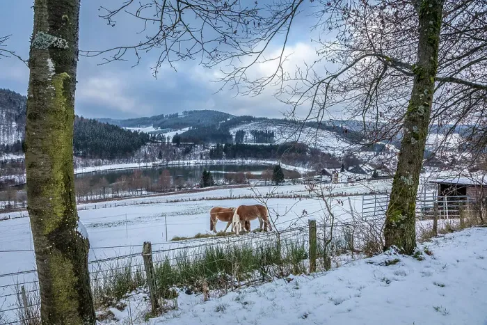 Framed Print : Horses in the pasture above the Hill reservoir near Niedersfeld, Winterberg, Sauerland, North Rhine-Westphalia, Germany Framed Print : Horses in the pasture above the Hill reservoir near Niedersfeld, Winterberg, Sauerland, North Rhine-Westphalia, Germany
