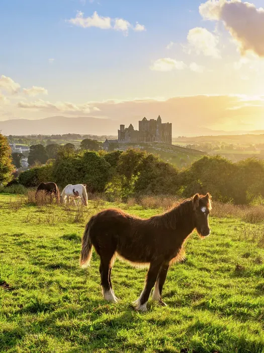 Framed Print : Horses with Rock of Cashel in the background at sunset, Cashel, County Tipperary, Ireland Framed Print : Horses with Rock of Cashel in the background at sunset, Cashel, County Tipperary, Ireland