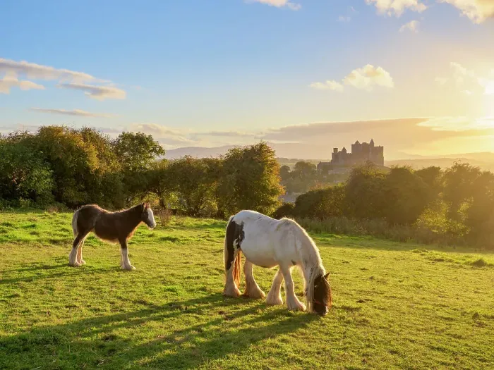 Framed Print : Horses with Rock of Cashel in the background at sunset, Cashel, County Tipperary, Ireland