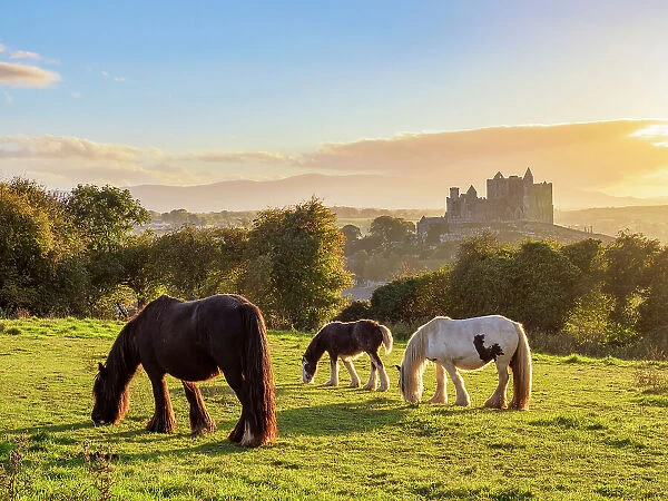 Horses with Rock of Cashel in the background at sunset, Cashel, County Tipperary, Ireland