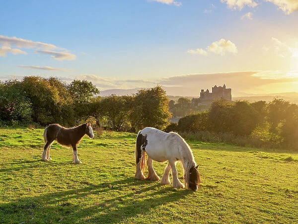 Horses with Rock of Cashel in the background at sunset, Cashel, County Tipperary, Ireland