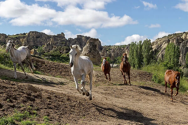 Horses run free near Goreme, Cappadocia, Nevsehir Province, Central Anatolia, Turkey