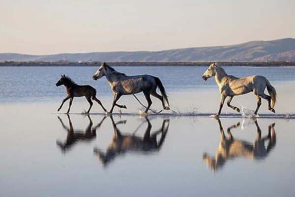 Horses running on Lake Tuz, Central Anatolia, Turkey