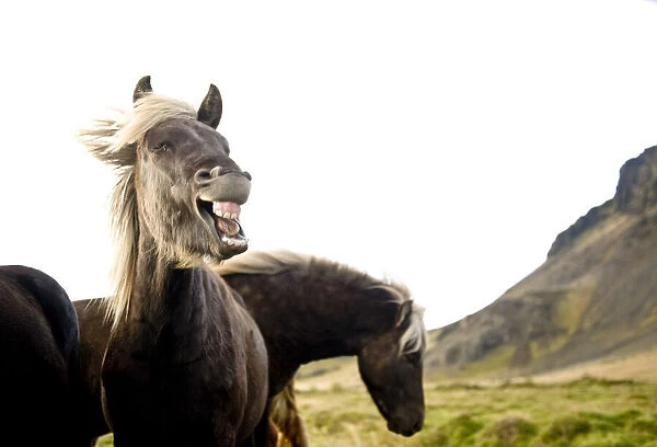 Horses, South Iceland, Northern Europe