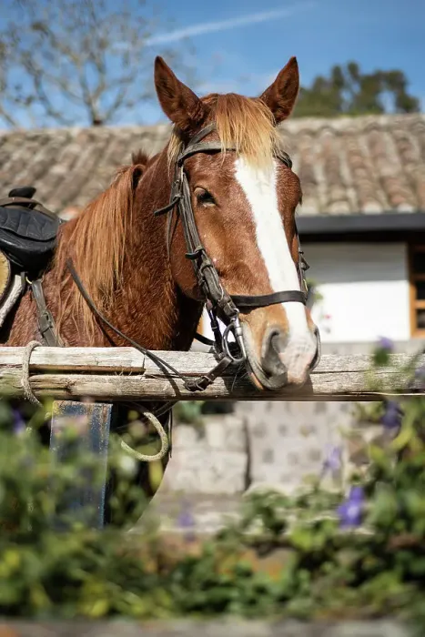Framed Print : Horses and stables at Hacienda Zuleta, Imbabura, Ecuador