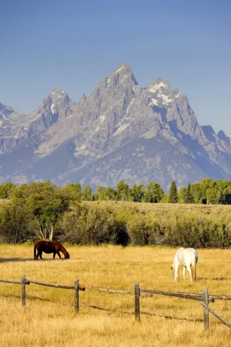 Framed Print : Horses and Teton Mountain Range, Grand Teton National Park, Wyoming, USA Framed Print : Horses and Teton Mountain Range, Grand Teton National Park, Wyoming, USA