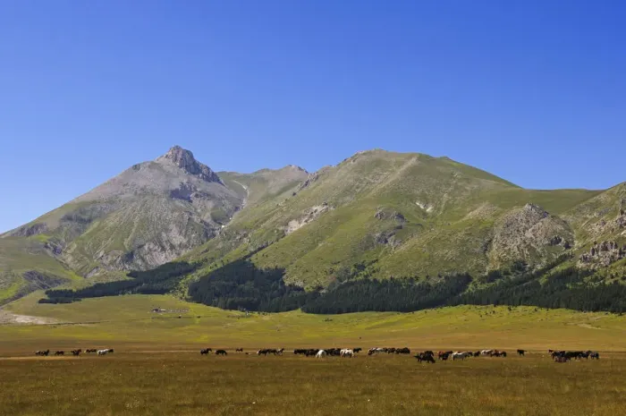 Framed Print : Horses at Vado di Sole, Campo Imperatore, Gran Sasso National Park, Abruzze, Italy Framed Print : Horses at Vado di Sole, Campo Imperatore, Gran Sasso National Park, Abruzze, Italy