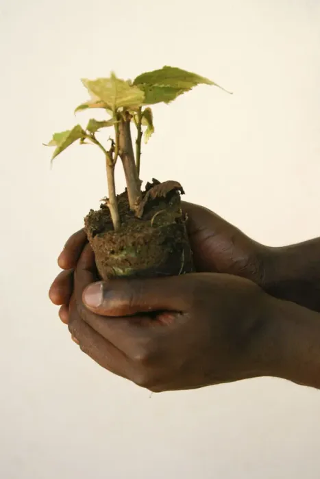 Framed Print : A horticulturalist holds a young tree at a nursery Framed Print : A horticulturalist holds a young tree at a nursery
