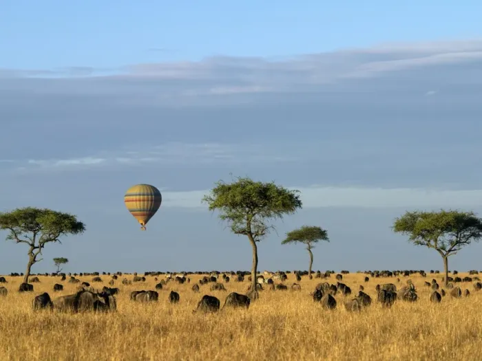 Framed Print : A hot air balloon floating over herds of wildebeest Framed Print : A hot air balloon floating over herds of wildebeest
