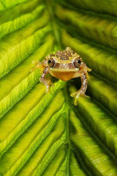 Hourglass treefrog (Dendropsophus ebraccatus) on rainforest leaf, Lowland rainforest