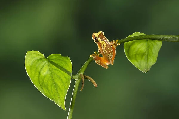 Hourglass treefrog (Dendropsophus ebraccatus) hunting from foliage, Cloud Forest