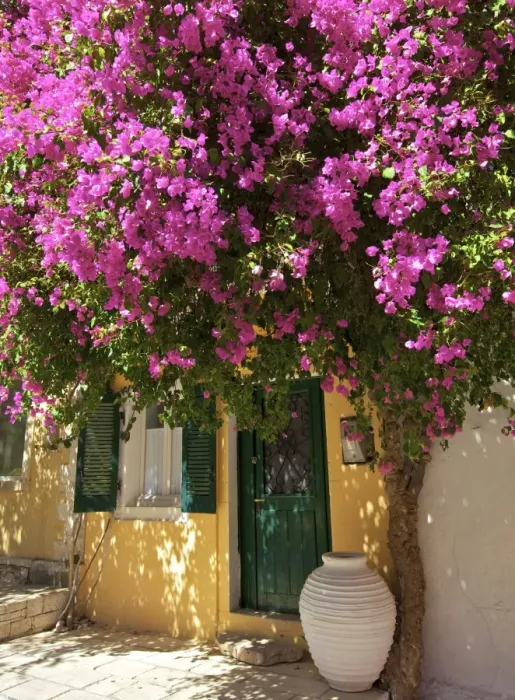 Framed Print : House Covered In Bougainvillea, Paxos, The Ionian Islands, Greek Islands, Greece, Europe Framed Print : House Covered In Bougainvillea, Paxos, The Ionian Islands, Greek Islands, Greece, Europe