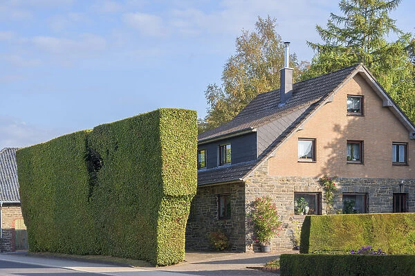 House with typical Venn hedge at Kalterherberg, Monschau, Eifel, North Rhine Westphalia