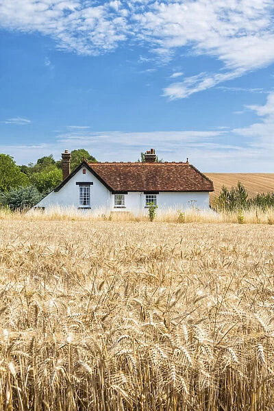 House in the wheat near Chilham, Kent, England