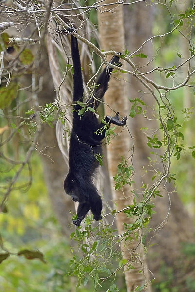 Howler Monkey, near Belize City, Central America