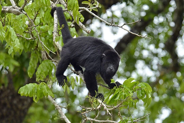 Howler Monkey in village of Burrel Boom, near Belize City, Belize, Central America
