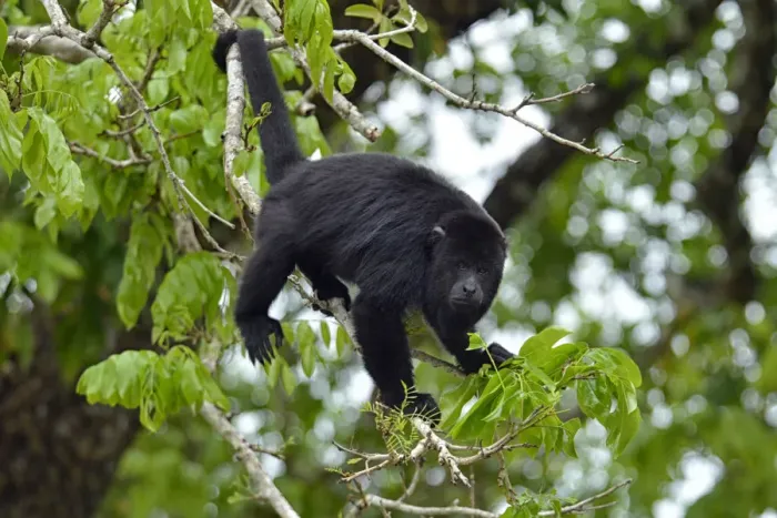 Framed Print : Howler Monkey in village of Burrel Boom, near Belize City, Belize, Central America Framed Print : Howler Monkey in village of Burrel Boom, near Belize City, Belize, Central America