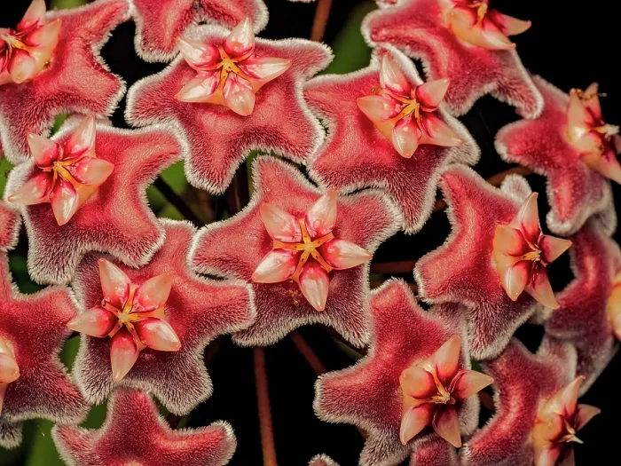 Framed Print : Hoya spp. blossom, Boca Tapada, Alajuela Province, Costa Rica Framed Print : Hoya spp. blossom, Boca Tapada, Alajuela Province, Costa Rica