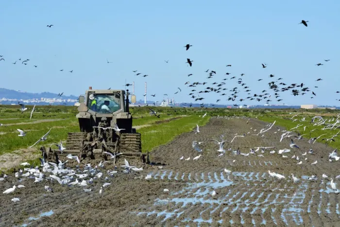 Framed Print : A huge flock of Glossy Ibis (Plegadis falcinellus), Ibis preto, flying over a rice