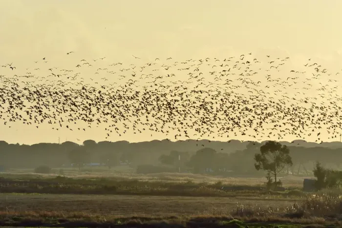Framed Print : A huge flock of Glossy Ibis (Plegadis falcinellus) flying over a rice field Framed Print : A huge flock of Glossy Ibis (Plegadis falcinellus) flying over a rice field