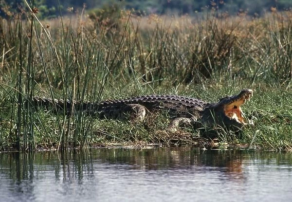 Huge Nile crocodiles bask on the banks of the Victoria