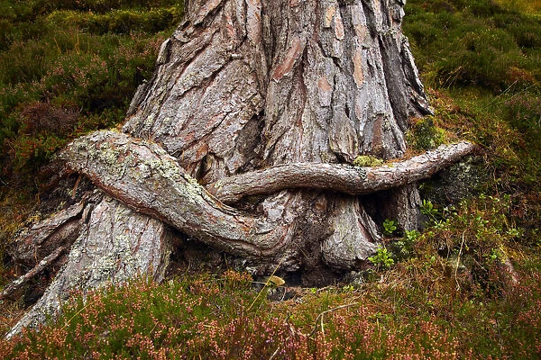 Hugging Tree Roots, Highland Region, Scotland