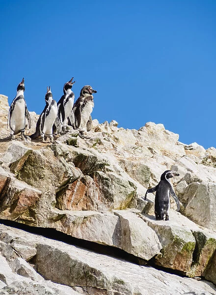 Humboldt penguins(Spheniscus humboldt), Ballestas Islands near Paracas, Ica Region, Peru