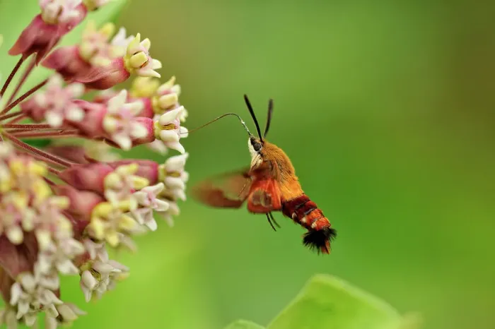 Framed Print : Hummingbird Clearwing Moth (Hemaris thysbe) nectaring on Common Milkweed (Asclepias syriaca), Greater Sudbury (Lively), Ontario, Canada Framed Print : Hummingbird Clearwing Moth (Hemaris thysbe) nectaring on Common Milkweed (Asclepias syriaca), Greater Sudbury (Lively), Ontario, Canada