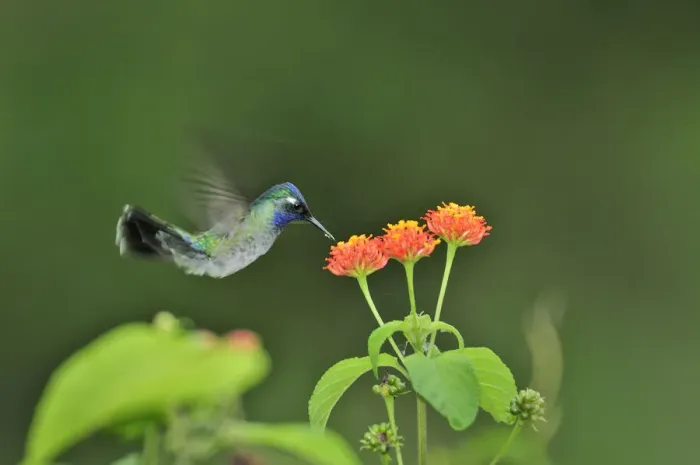 Framed Print : Hummingbird and flower at Chiriqui Grande, Panama, Central America Framed Print : Hummingbird and flower at Chiriqui Grande, Panama, Central America