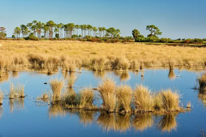 Framed Print : Hummocks of marsh grasses in a salt water marsh, St. Marks NWR, Florida, USA Framed Print : Hummocks of marsh grasses in a salt water marsh, St. Marks NWR, Florida, USA