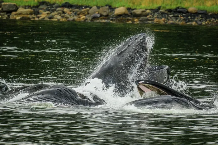 Framed Print : Humpback whale (Megaptera novaeangliae). Cooperative bubble net feeding behaviour, Inside Passage (Stikine Channel), Alaska, USA Framed Print : Humpback whale (Megaptera novaeangliae). Cooperative bubble net feeding behaviour, Inside Passage (Stikine Channel), Alaska, USA