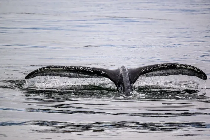 Framed Print : Humpback whale (Megaptera novaeangliae) Diving, Inside Passage, Stikine Channel, Alaska, USA Framed Print : Humpback whale (Megaptera novaeangliae) Diving, Inside Passage, Stikine Channel, Alaska, USA