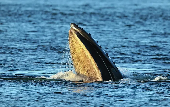 Framed Print : Humpback whale (Megaptera novaeangliae) Lunge feeding behaviour, Blackfish Sound, Vancouver Is, British Columbia, Canada Framed Print : Humpback whale (Megaptera novaeangliae) Lunge feeding behaviour, Blackfish Sound, Vancouver Is, British Columbia, Canada