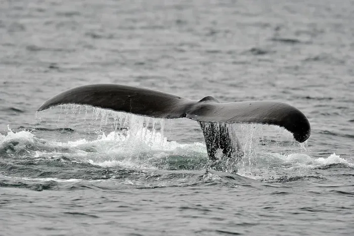 Framed Print : Humpback whale (Megaptera novaeangliae) Tail-slapping behaviour, Blackfish Sound, Vancouver Is, British Columbia, Canada Framed Print : Humpback whale (Megaptera novaeangliae) Tail-slapping behaviour, Blackfish Sound, Vancouver Is, British Columbia, Canada