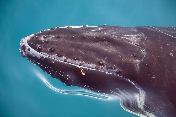 Humpback whale underwater, Hervey Bay, Queensland, Australia