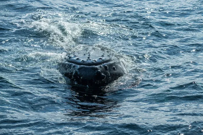 Framed Print : Humpback whales feeding and hunting for capelin, near St. Anthony, Newfoundland and Labrador NL, Canada Framed Print : Humpback whales feeding and hunting for capelin, near St. Anthony, Newfoundland and Labrador NL, Canada
