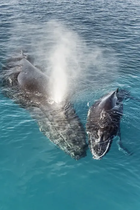 Framed Print : Humpback Whales, Mother and Calf (Megaptera novaeangliae), Hervey Bay, Queensland